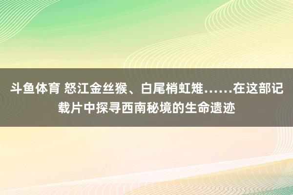 斗鱼体育 怒江金丝猴、白尾梢虹雉……在这部记载片中探寻西南秘境的生命遗迹